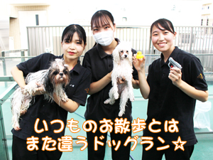 ドッグランでモデル犬とプール♪～1日目～